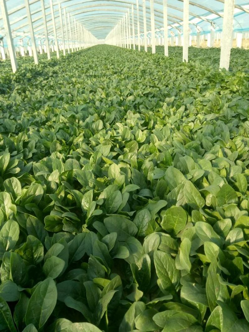 名门菠菜20~25厘米，30/35厘米，货源充足