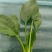 名门菠菜20~25厘米，30/35厘米，货源充足