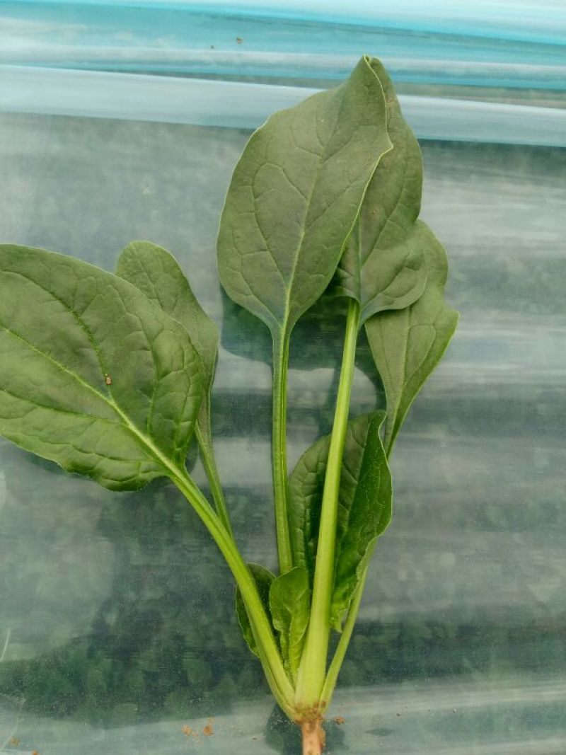 名门菠菜20~25厘米，30/35厘米，货源充足