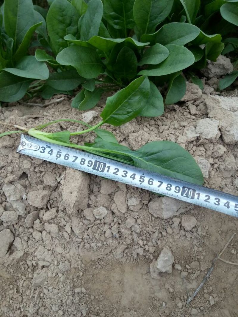 名门菠菜20~25厘米，30/35厘米，货源充足