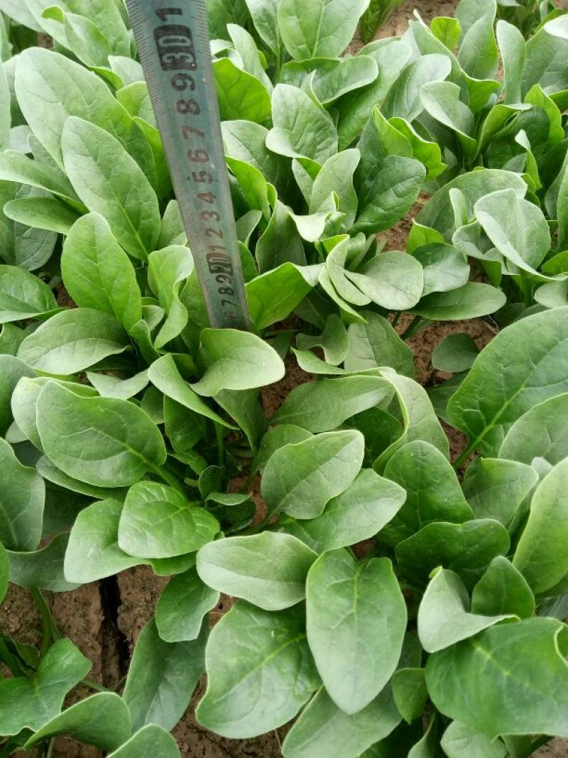 名门菠菜20~25厘米，30/35厘米，货源充足