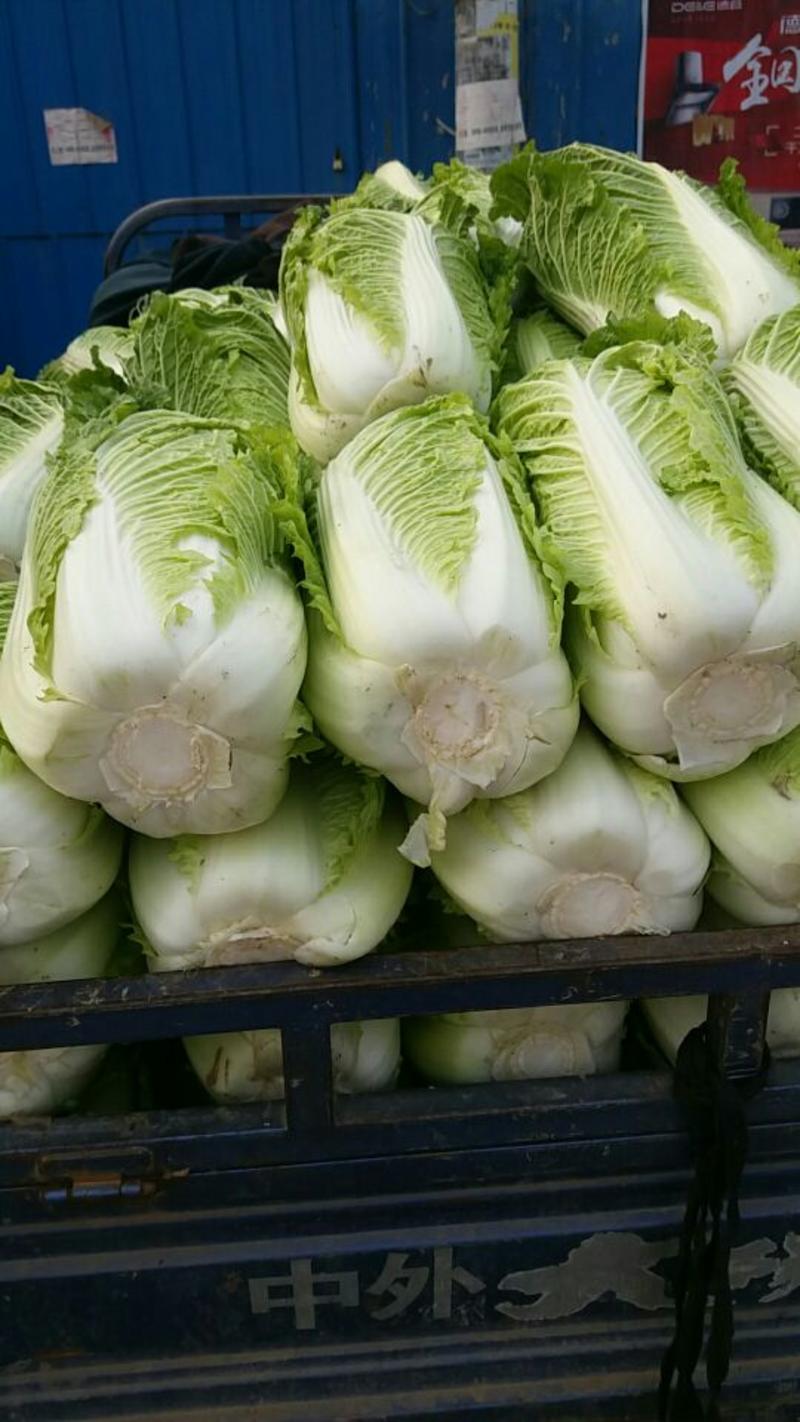 北京新三号白菜大量上市供应中净菜4~6斤