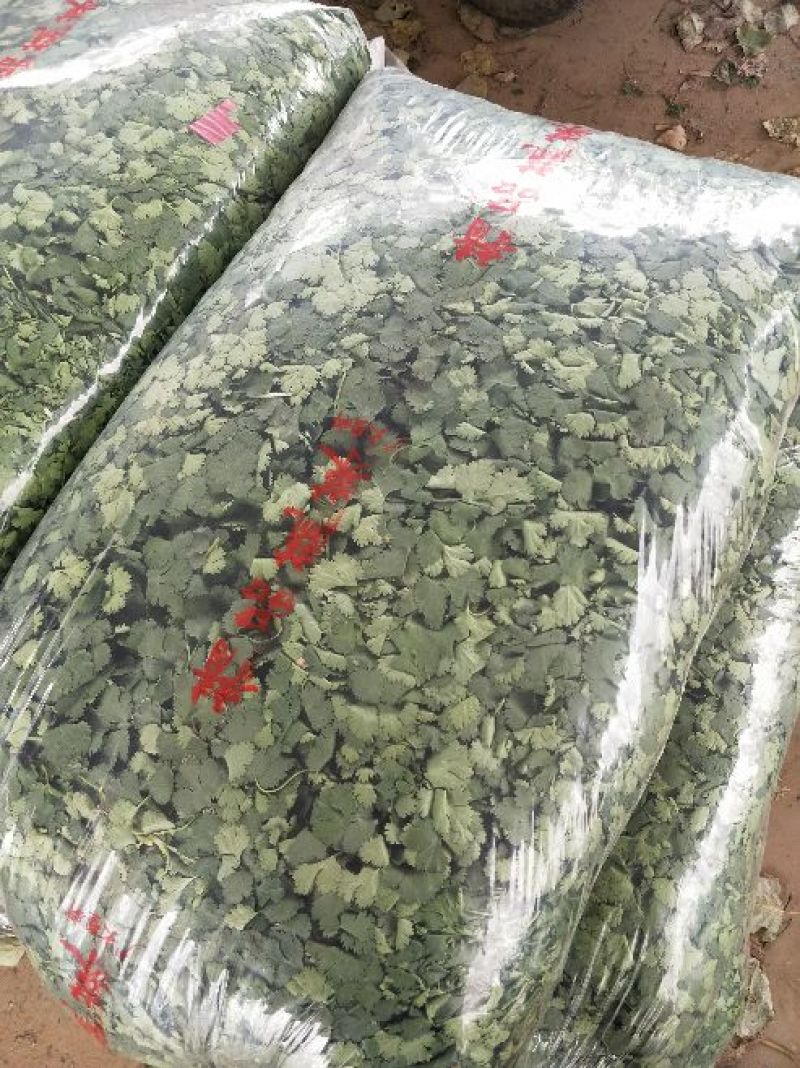大叶香菜河南安阳市滑县产地直发