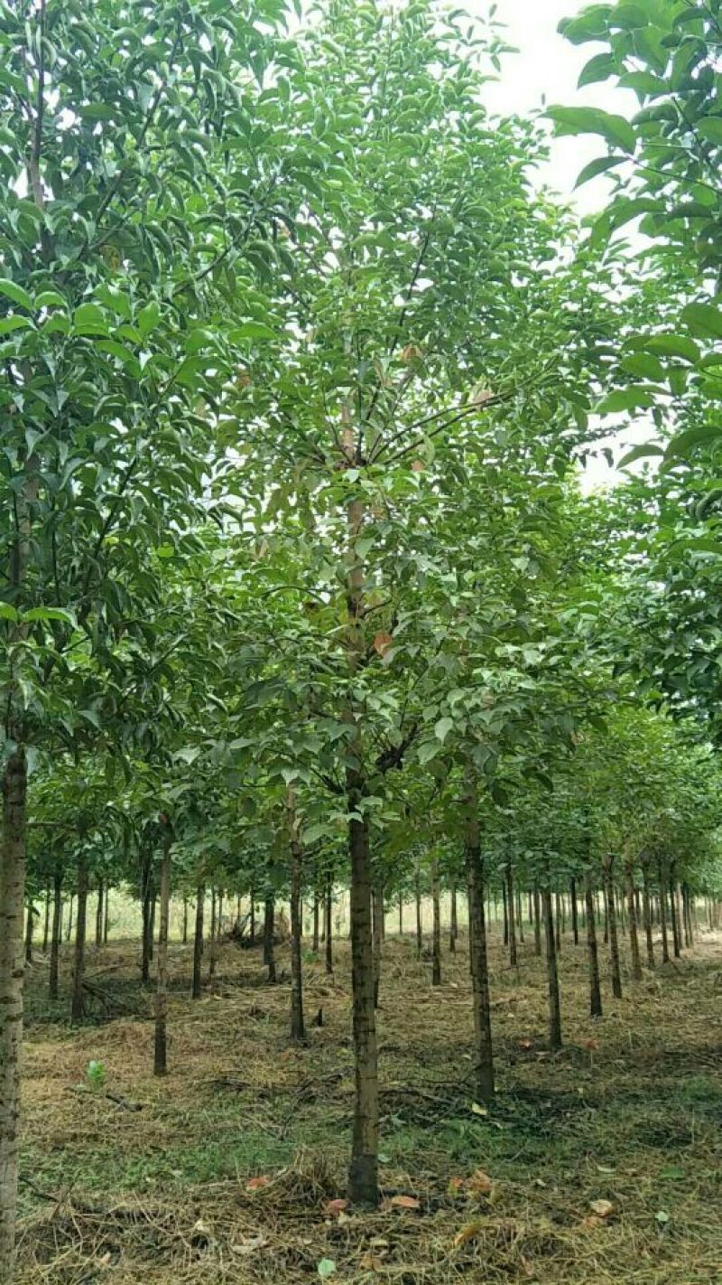 秋枫10~20cm