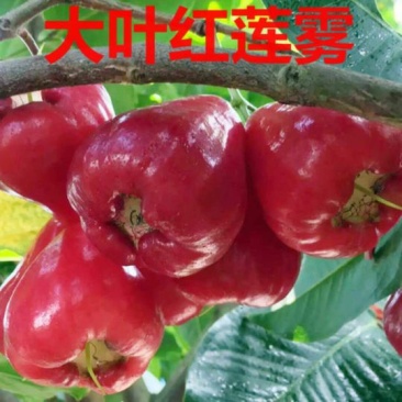 红莲雾果树苗