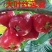 红莲雾果树苗