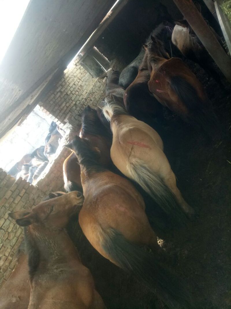 河曲马400~500kg