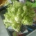 儿菜净货2斤半以上