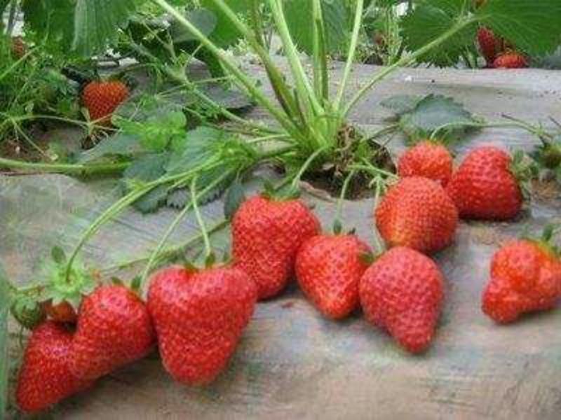 甜查理草莓苗20~30cm规格齐全产地发货