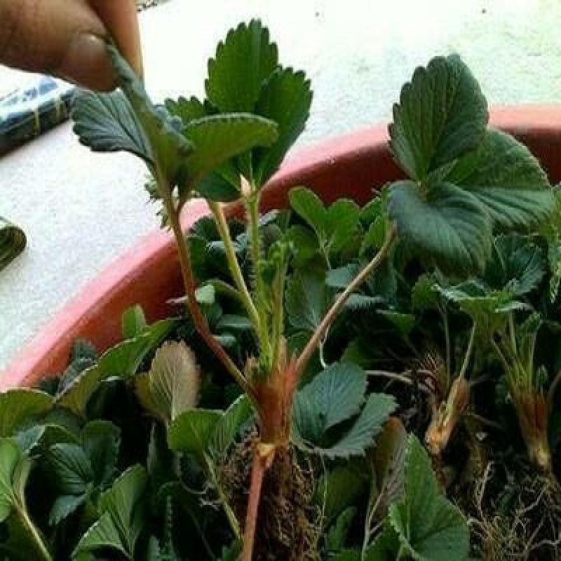 甜查理草莓苗20~30cm规格齐全产地发货