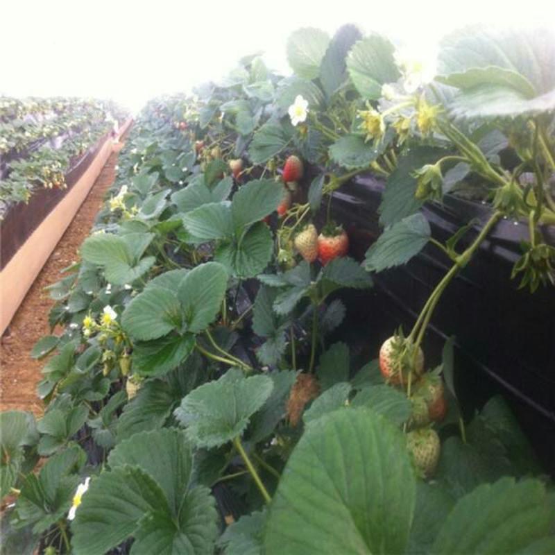 丰香草莓苗20~30cm保湿邮寄产地发货