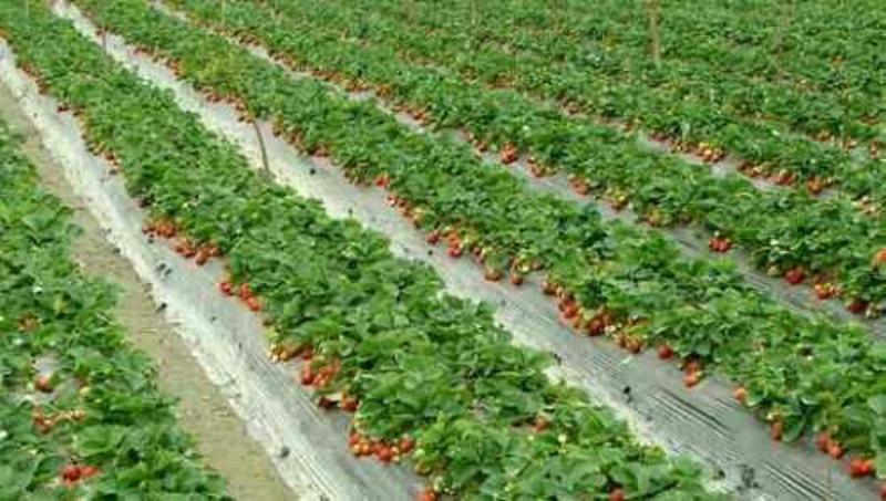 红颜草莓苗品种纯，免费提供种植技术保湿邮寄