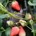 红颜草莓苗品种纯，免费提供种植技术保湿邮寄
