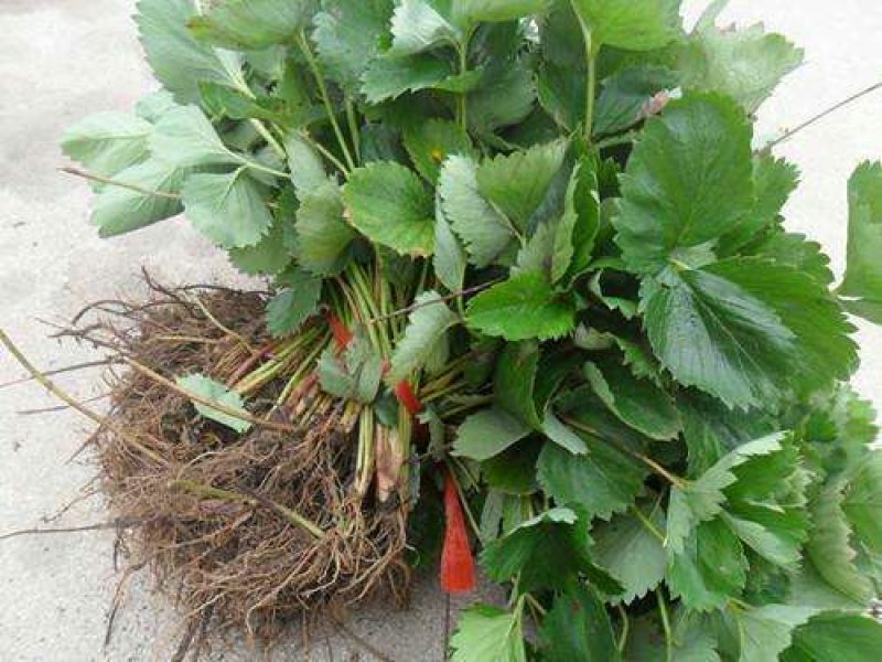 红颜草莓苗品种纯，免费提供种植技术保湿邮寄