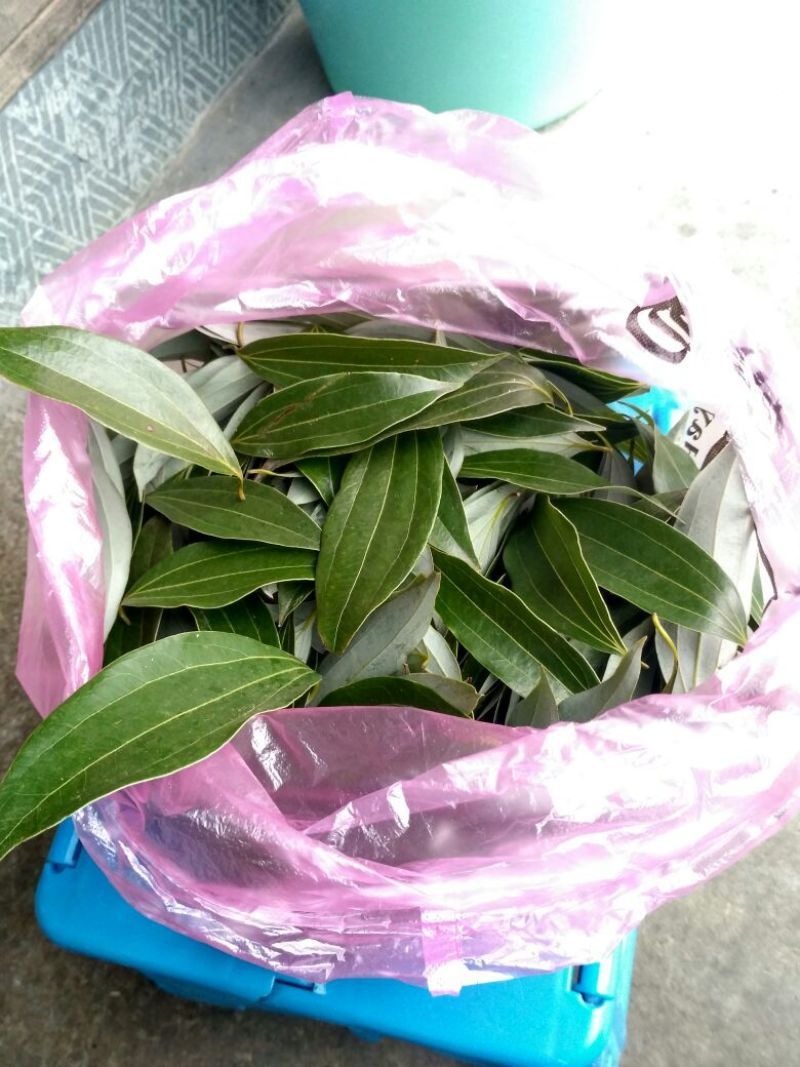 正宗本地香叶10cm以下