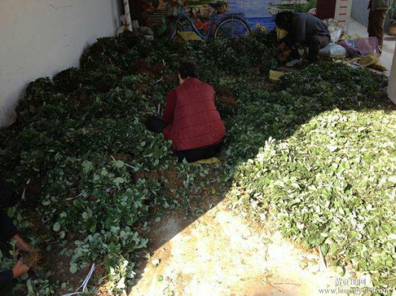 牛奶草莓苗品种保证纯度基地直供免费提供种植