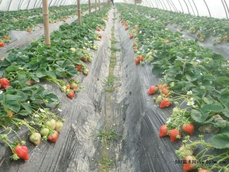 牛奶草莓苗品种保证纯度基地直供免费提供种植