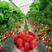 牛奶草莓苗品种保证纯度基地直供免费提供种植