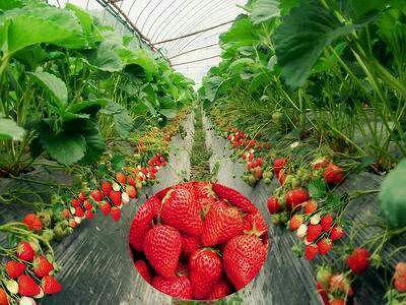 牛奶草莓苗品种保证纯度基地直供免费提供种植
