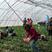 牛奶草莓苗品种保证纯度基地直供免费提供种植