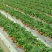 妙香7号草莓苗品种保证纯度免费提供种植技术