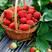 妙香7号草莓苗品种保证纯度免费提供种植技术