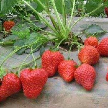 妙香7号草莓苗品种保证纯度免费提供种植技术