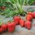 妙香7号草莓苗品种保证纯度免费提供种植技术
