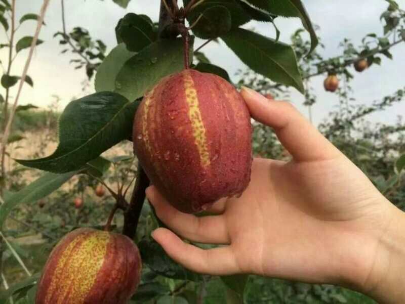 早酥红梨苗0.8~3cm80cm以上