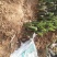 红心火龙果苗黄心火龙果苗基地直供品种保证纯度
