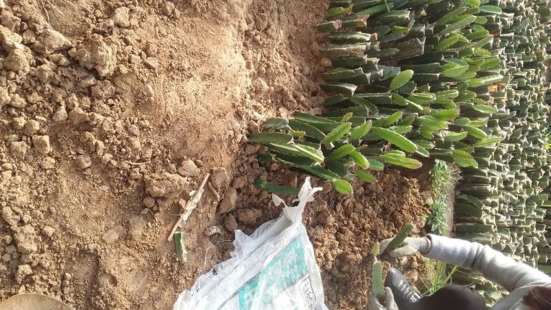 红心火龙果苗黄心火龙果苗基地直供品种保证纯度