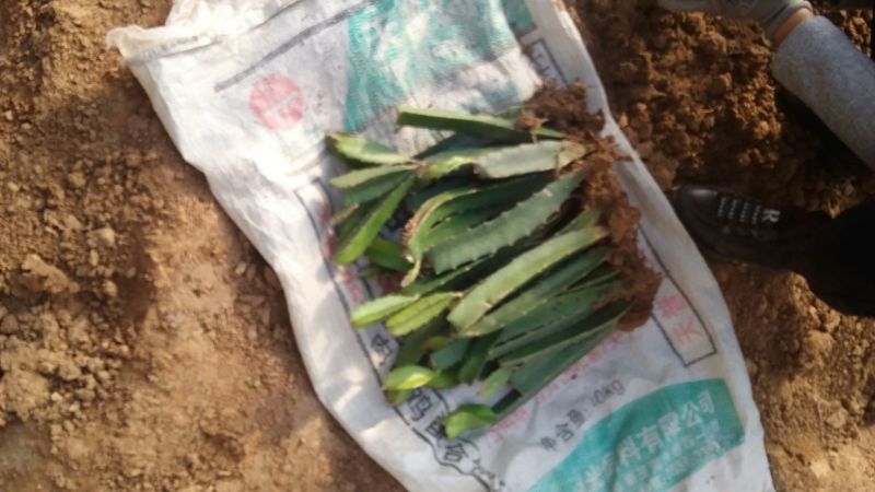红心火龙果苗黄心火龙果苗基地直供品种保证纯度
