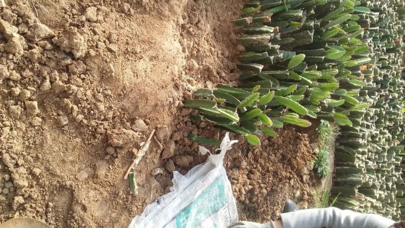 红心火龙果苗黄心火龙果苗基地直供品种保证纯度