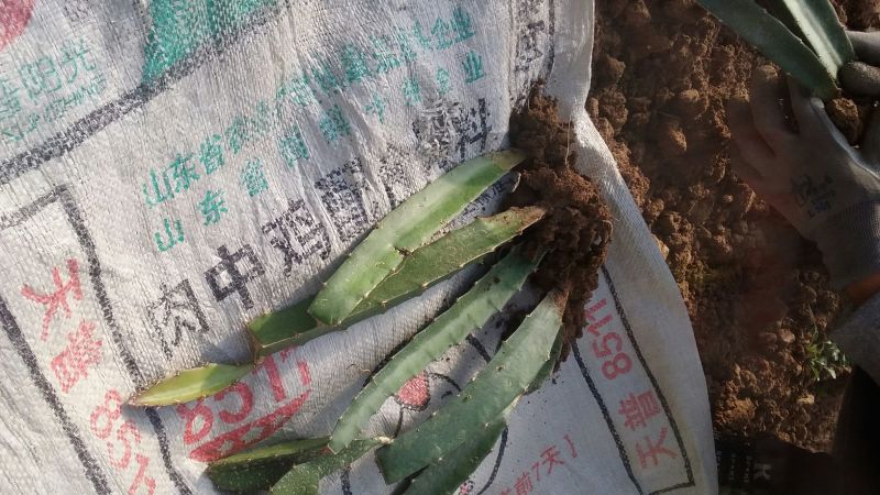 红心火龙果苗黄心火龙果苗基地直供品种保证纯度