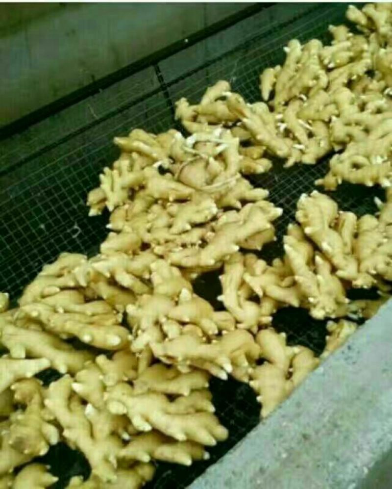 常年供应生姜小黄姜面姜欢迎前来选购