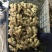 常年供应生姜小黄姜面姜欢迎前来选购