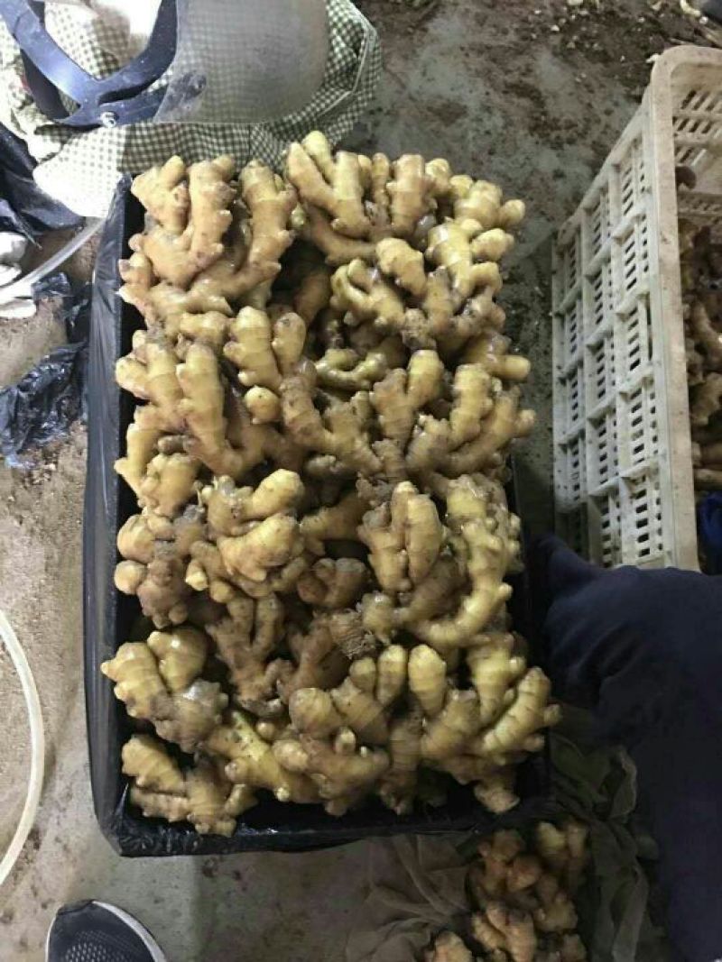 常年供应生姜小黄姜面姜欢迎前来选购
