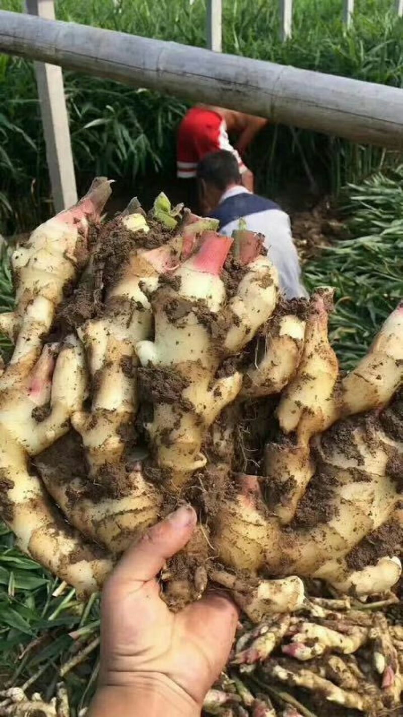 常年供应生姜小黄姜面姜欢迎前来选购