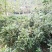 桂花苗30~50cm