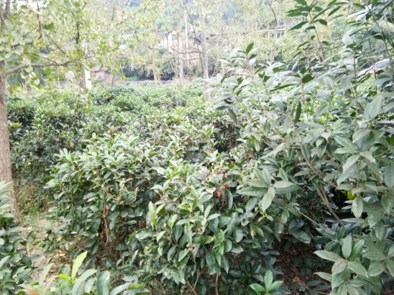 桂花苗30~50cm