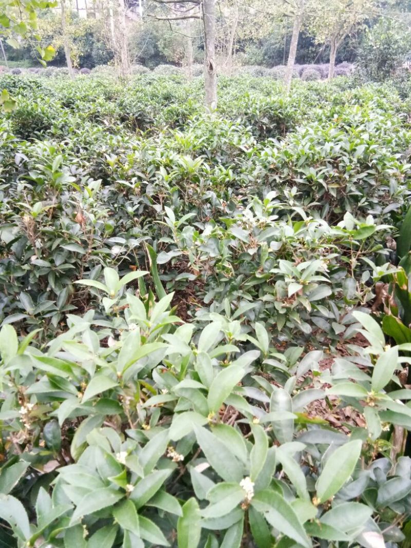 桂花苗30~50cm