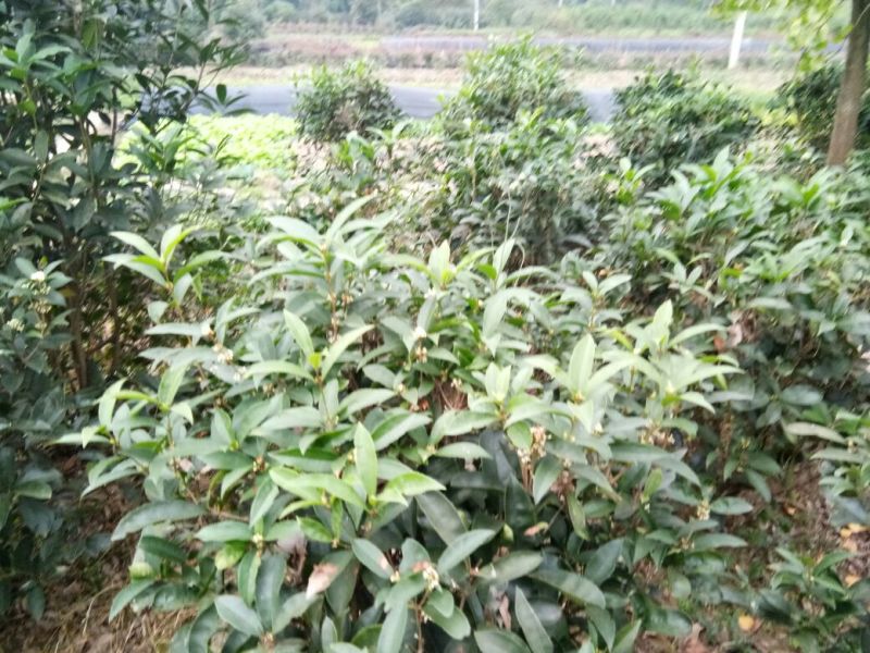 桂花苗30~50cm