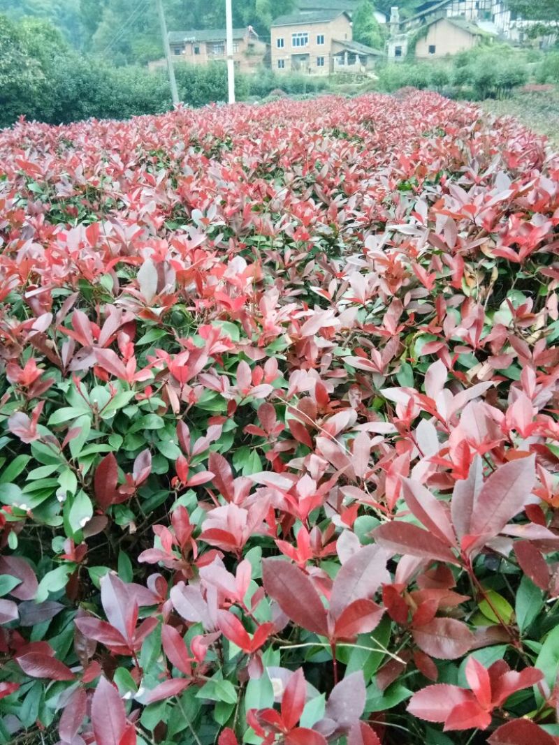 鲁宾斯球80cm以上