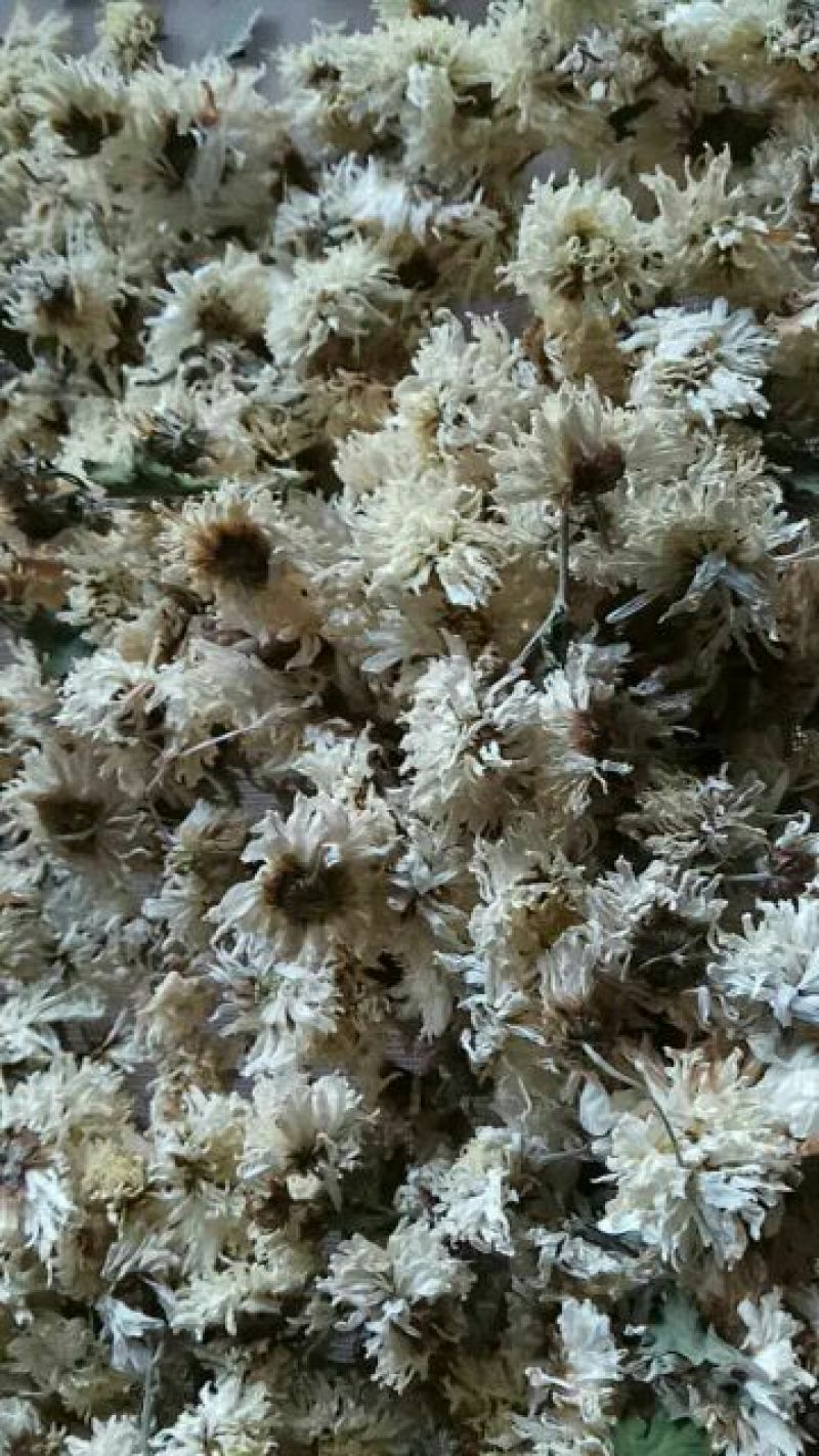 药用菊花散装