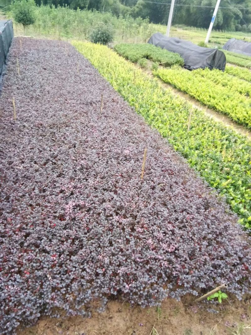红叶石楠苗红叶继木苗