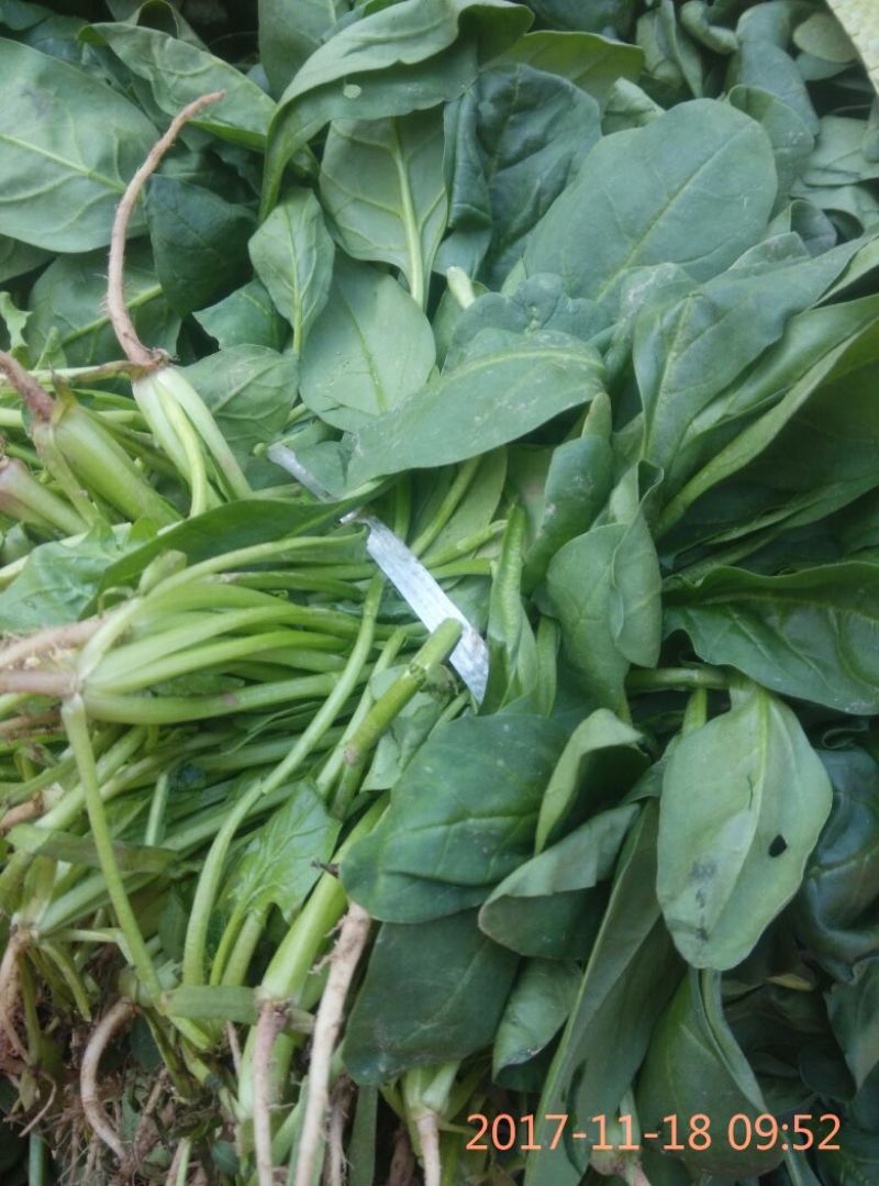 菠菜10~15厘米