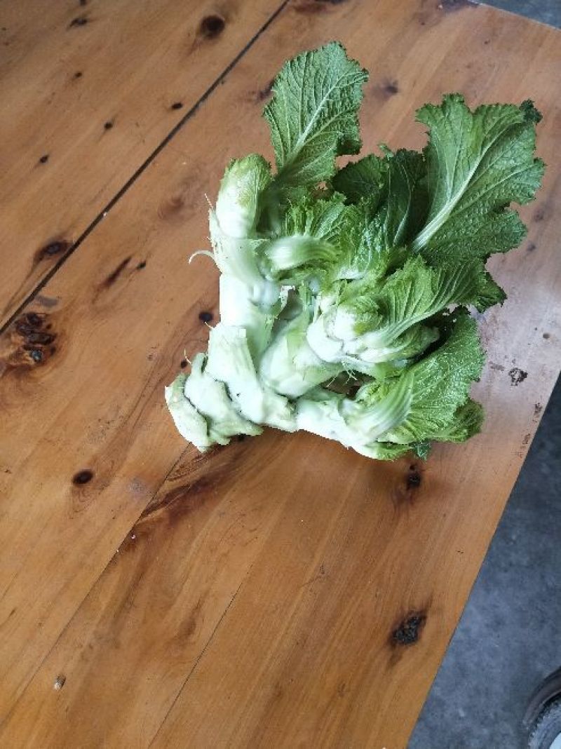 儿菜5两以上