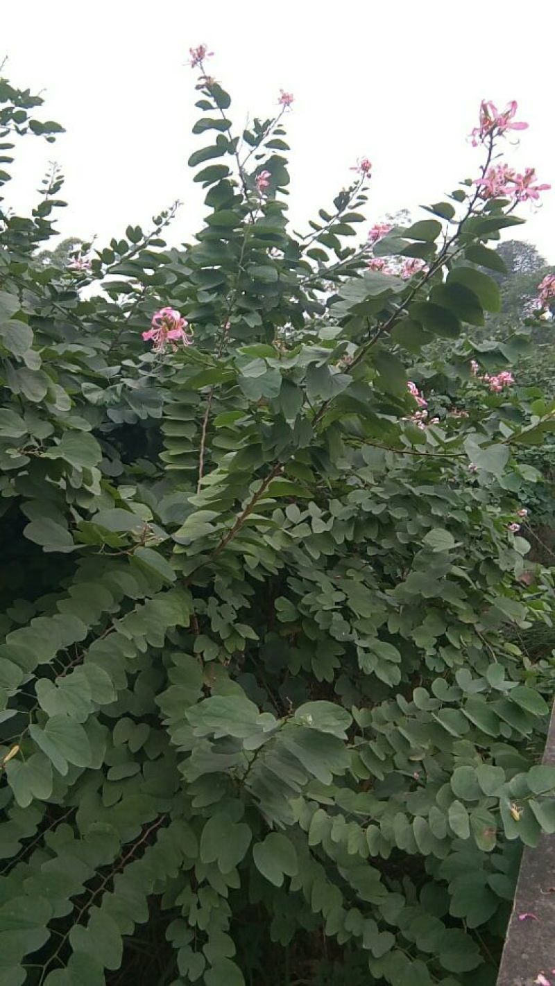 红花紫薇2~3米4~6cm1.5~2米