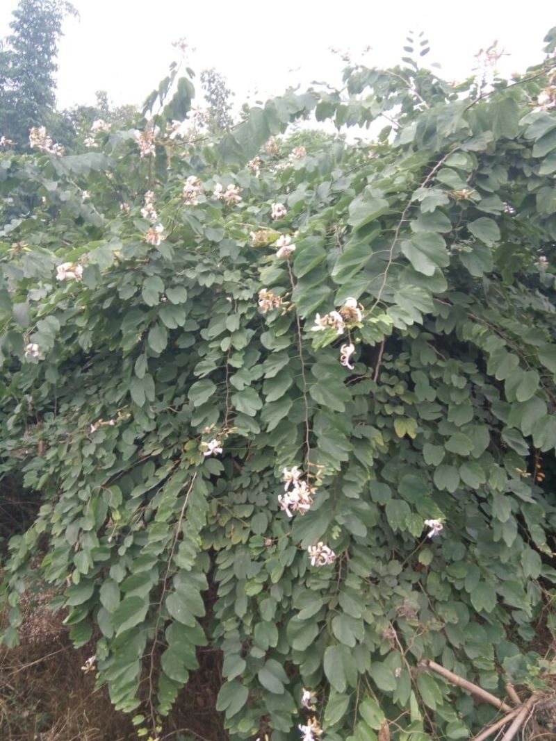 红花紫薇2~3米4~6cm1.5~2米