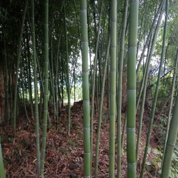 5/7竹子楠竹有各种规格